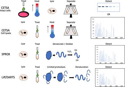 Current Advances in CETSA